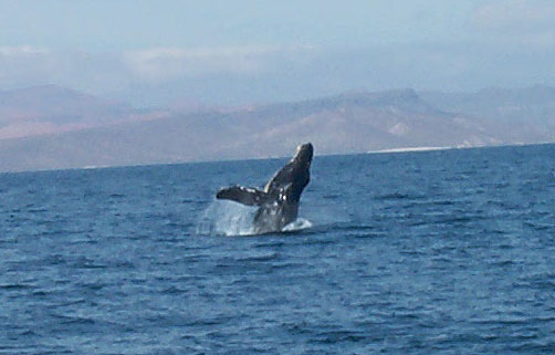 whale03